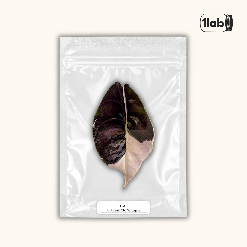 Grow your Alocasia Azlanii Albo Pink Variegata - by 1lab