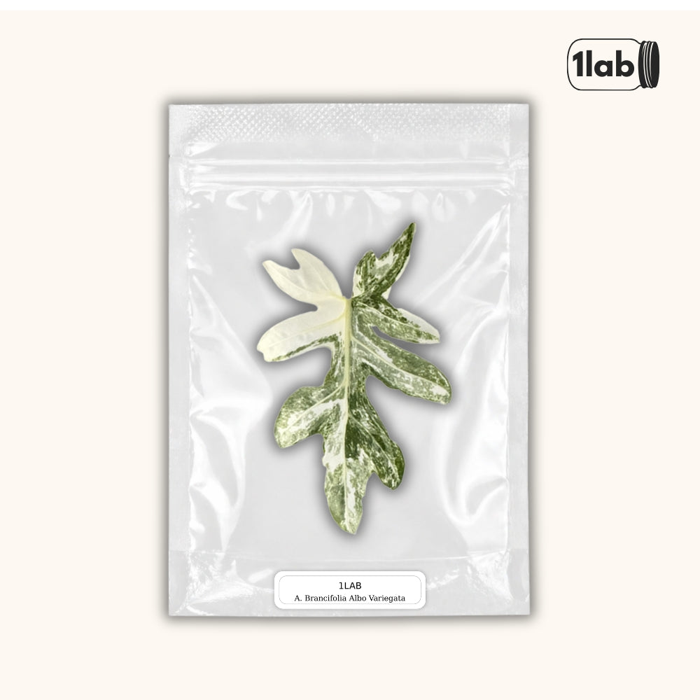 Grow your variegated Alocasia Brancifolia from Tissue Culture by 1lab