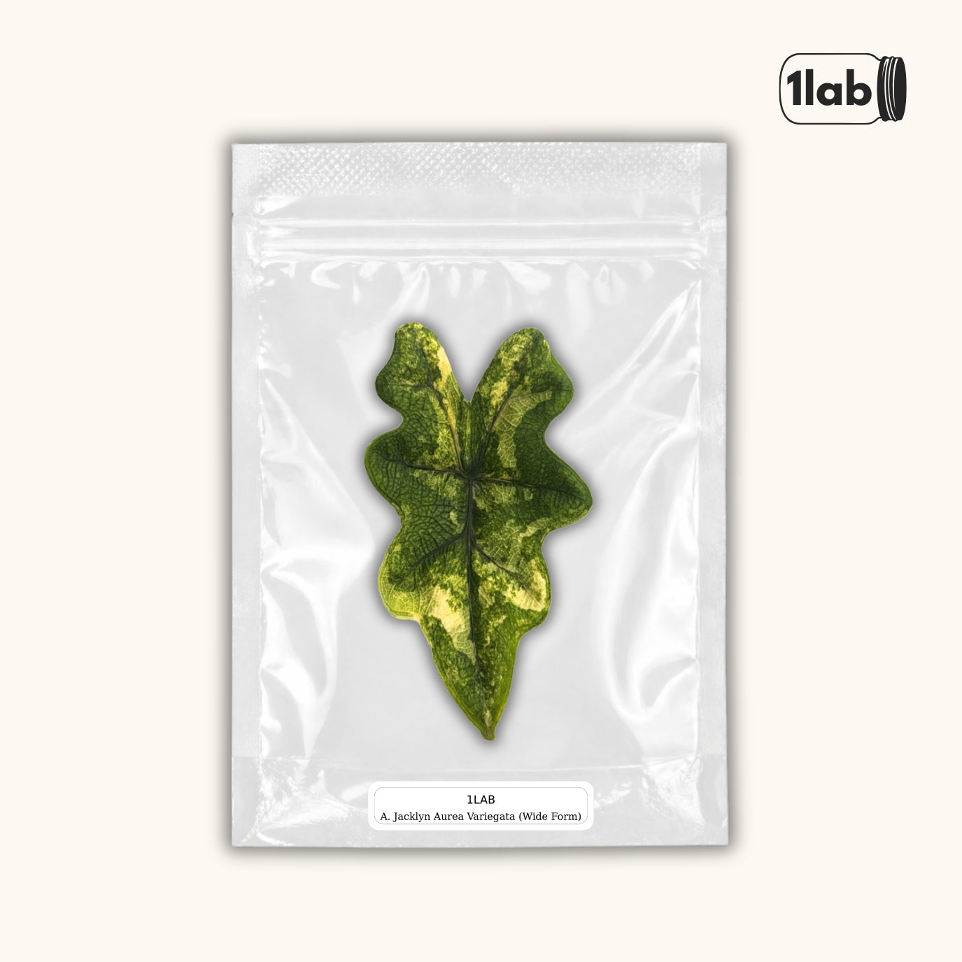 Grow your Alocasia Jacklyn Aurea Variegata Wide Form from Tissue Culture - by 1lab