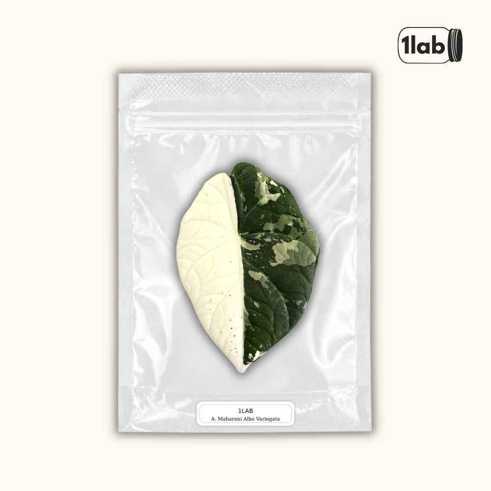 Grow your Alocasia Maharani Albo Variegata from Tissue Culture - by 1lab