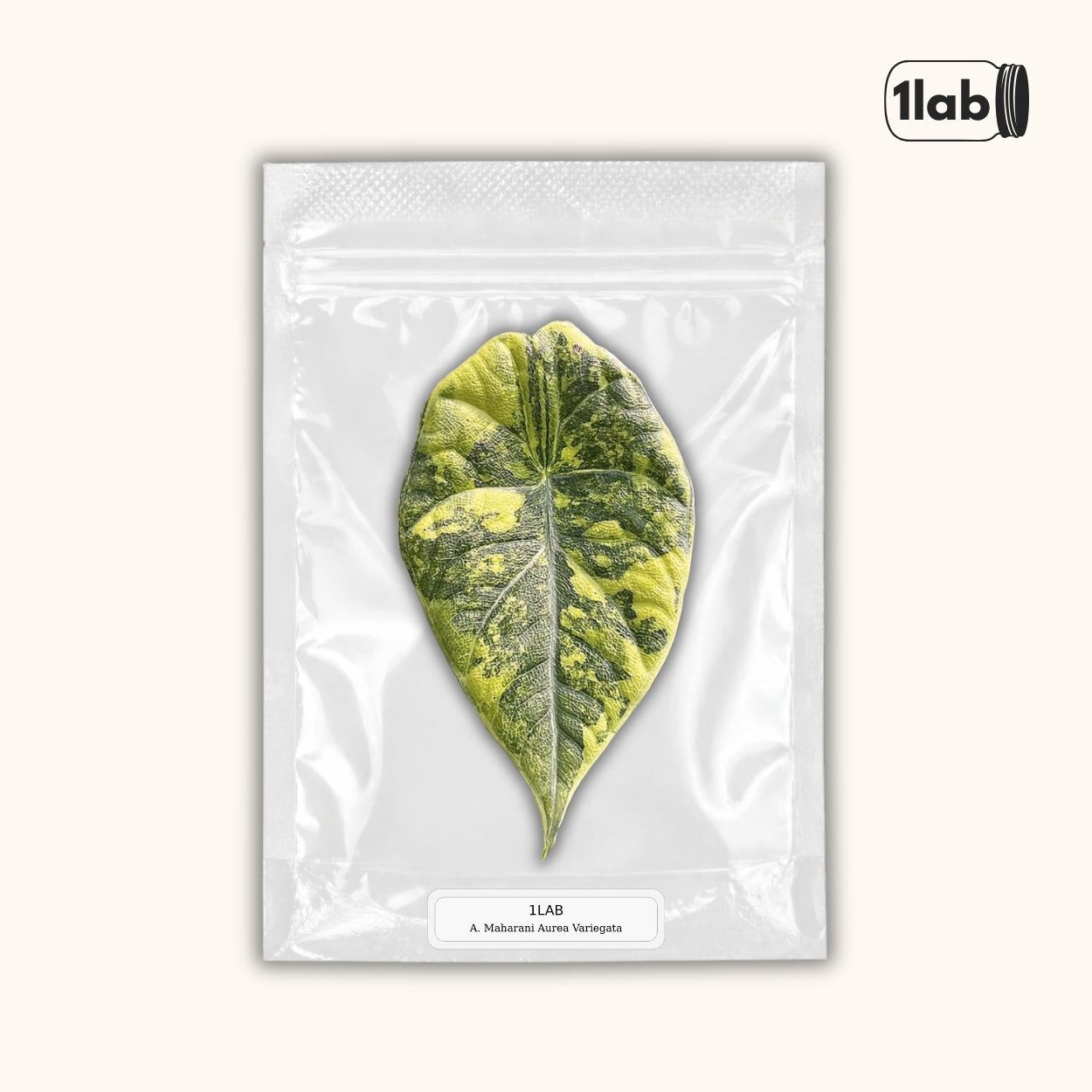 Grow your Alocasia Maharani Aurea Variegata from Tissue Culture - by 1Lab