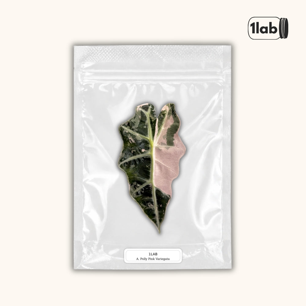 Grow your Alocasia Polly Pink Variegata from Tissue Culture - by 1lab