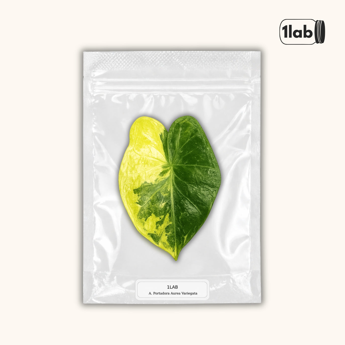 Grow your Alocasia Portadora Aurea Variegata from Tissue Culture - by 1LAB