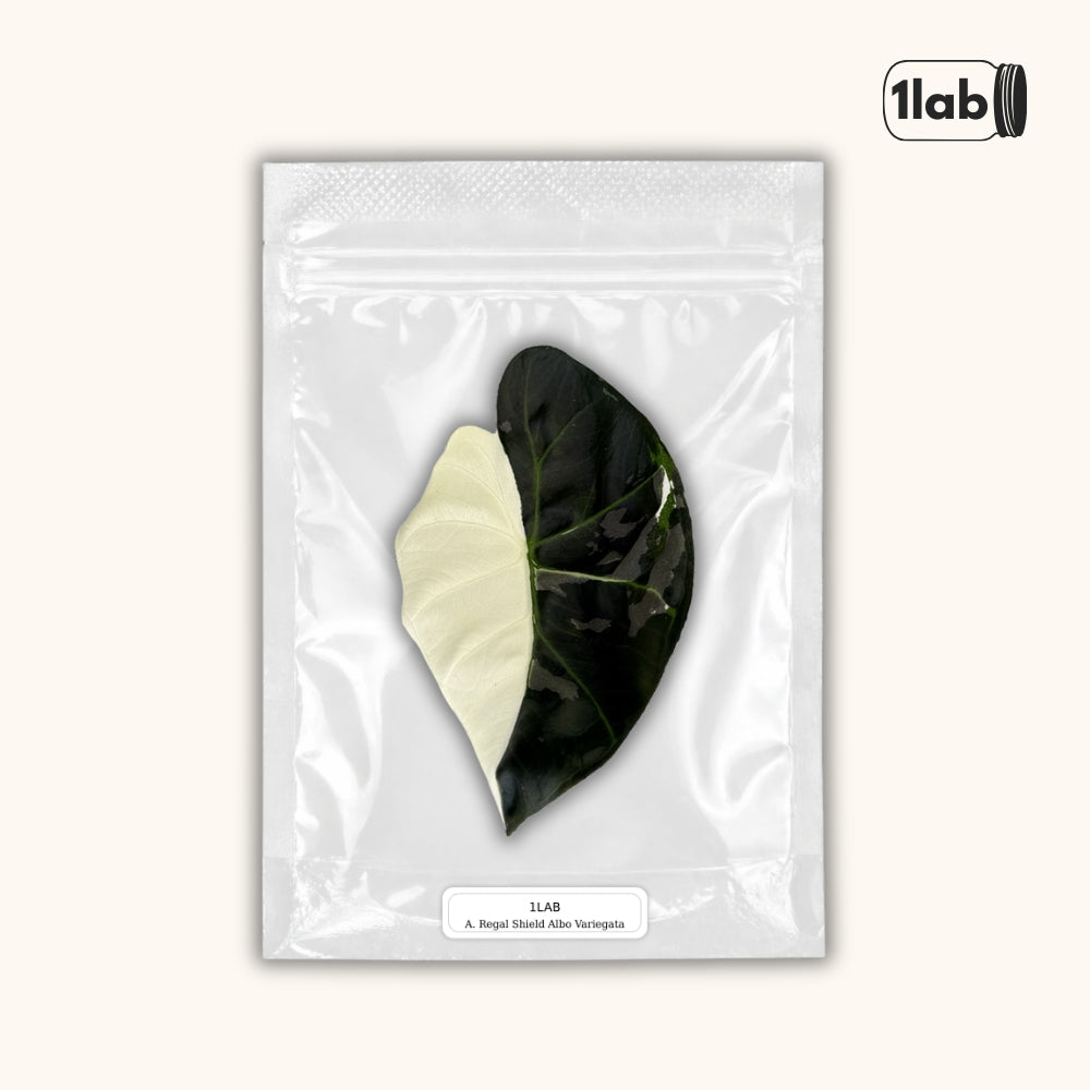 Grow your Alocasia Regal Shield Albo Variegata from Tissue Culture - by 1lab