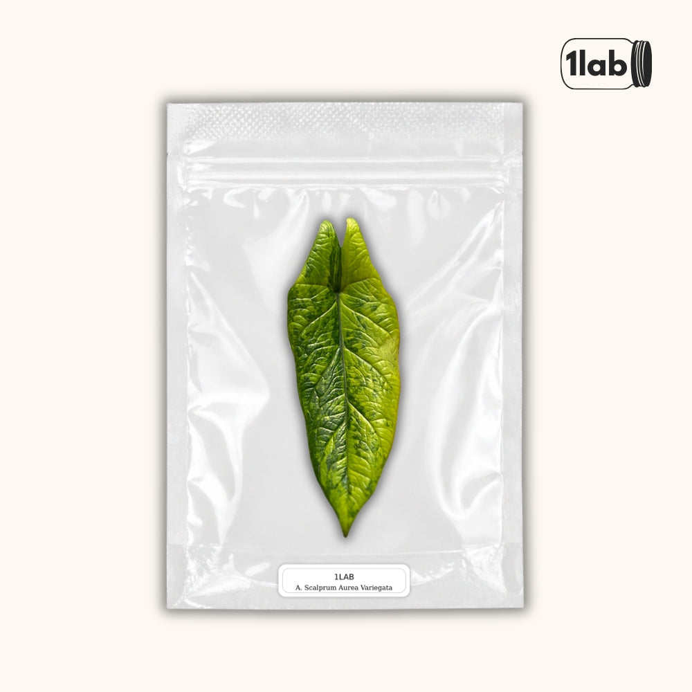 Grow your Alocasia Scalprum Aurea Variegata from Tissue Culture - by 1lab