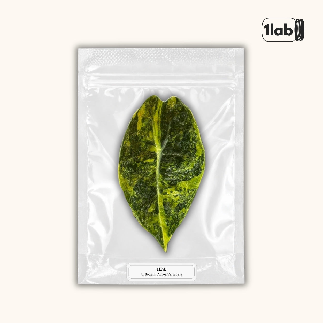 Grow your Alocasia Sedenii Aurea Variegata from Tissue Culture - by 1Lab