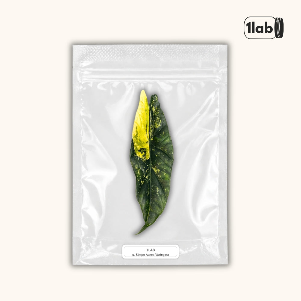 Grow your Alocasia Simpo Aurea Variegata from Tissue Culture - by 1lab