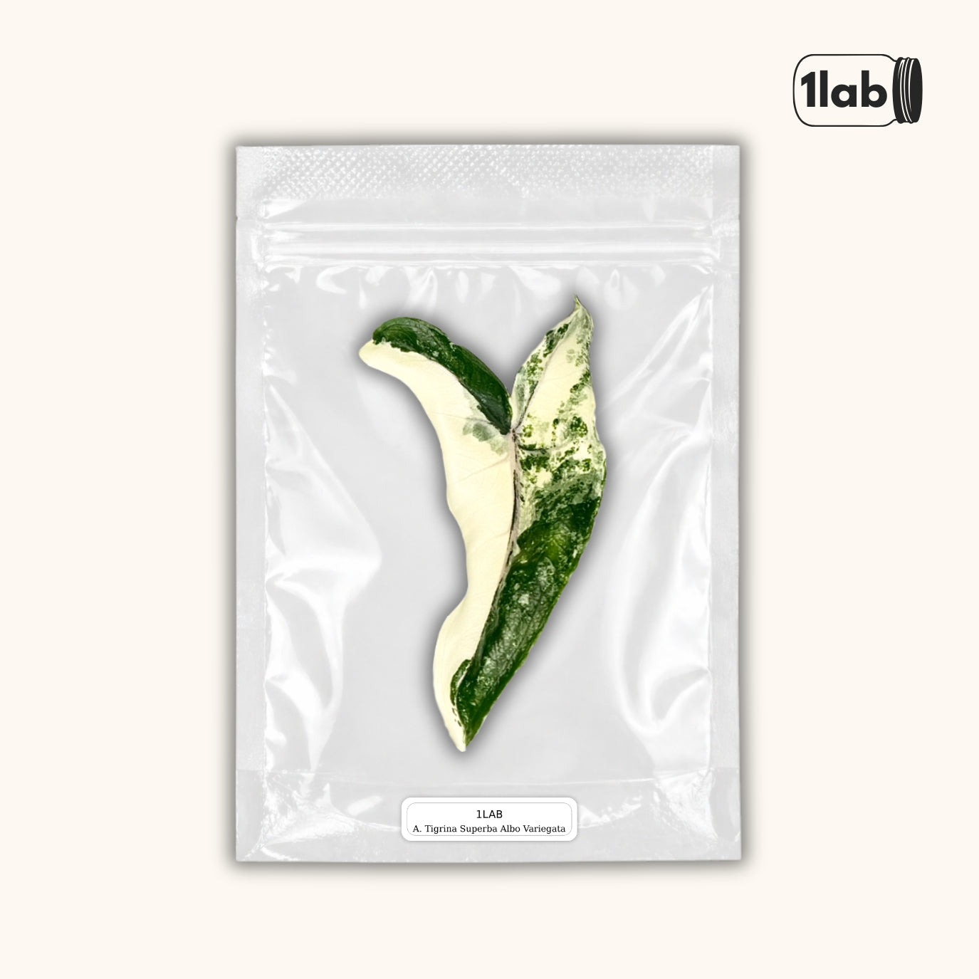 Grow your Alocasia Tigrina Superba Albo Variegata from Tissue Culture - by 1lab