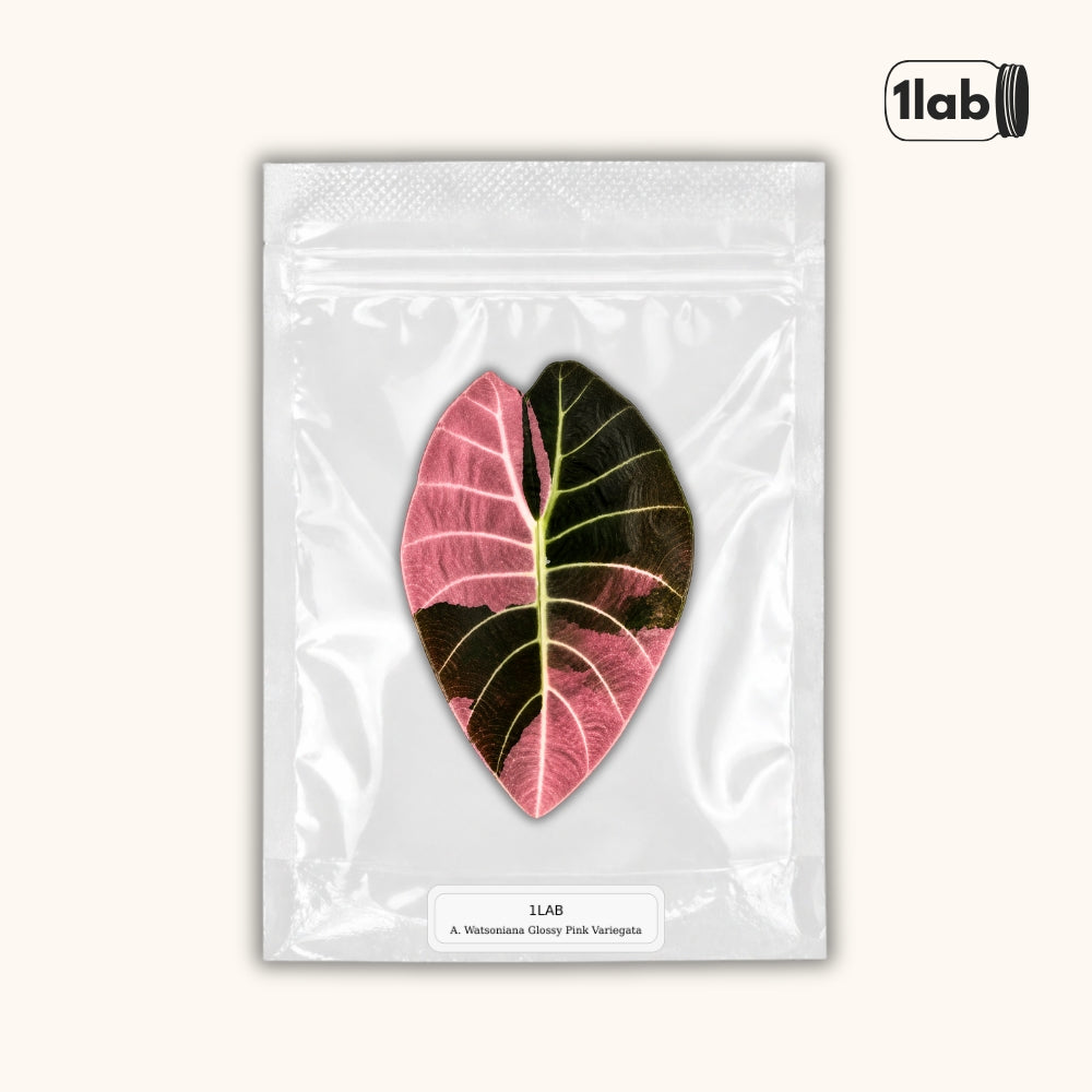 Grow your Alocasia Watsoniana Glossy Pink Variegata from Tissue Culture - by 1lab