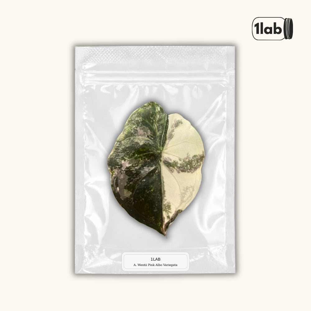 Grow your Alocasia Wentii Pink Albo Variegata from Tissue Culture - by 1lab