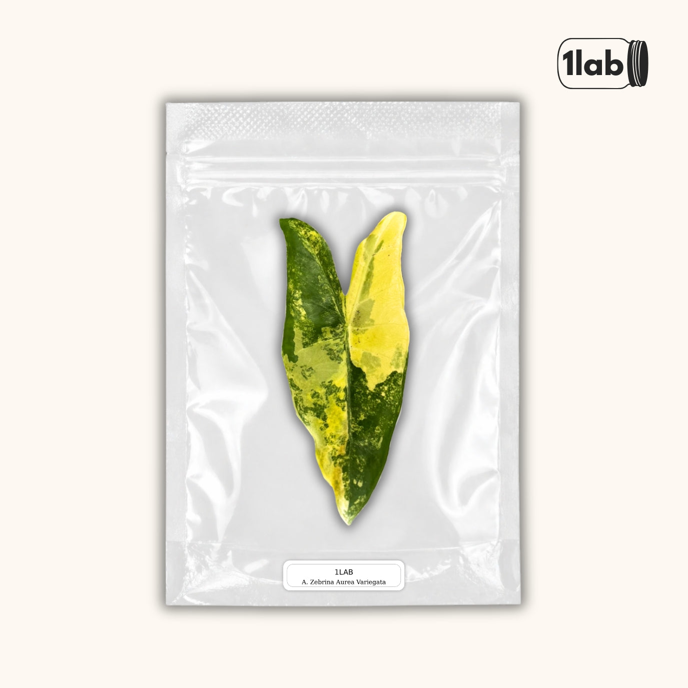 Grow your Alocasia Zebrina Aurea Variegata from Tissue Culture - by 1lab