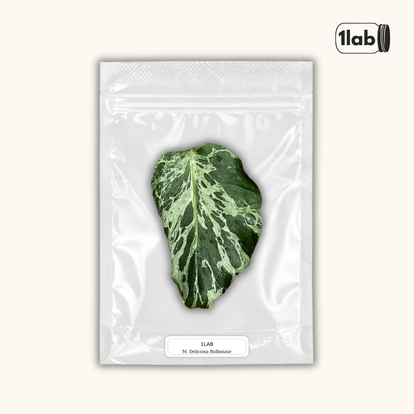 Grow your Monstera Deliciosa Bulbasaur Variegata from Tissue Culture - by 1lab