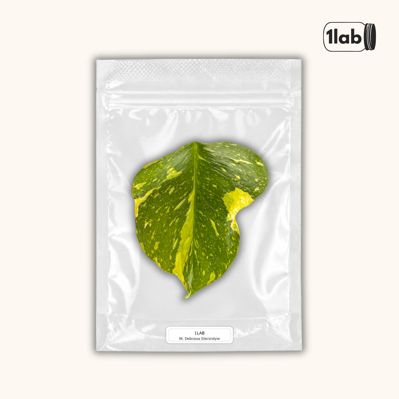 Grow your Monstera Deliciosa Electrolyte from Tissue Culture - by 1lab