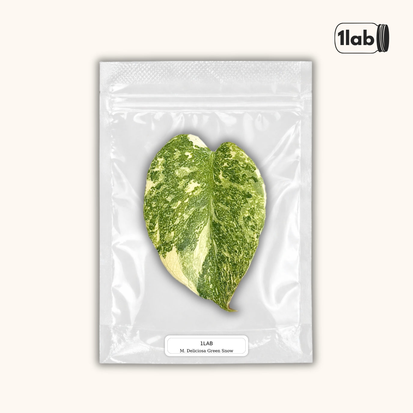 Grow your Monstera Deliciosa Green Snow from Tissue Culture - by 1lab