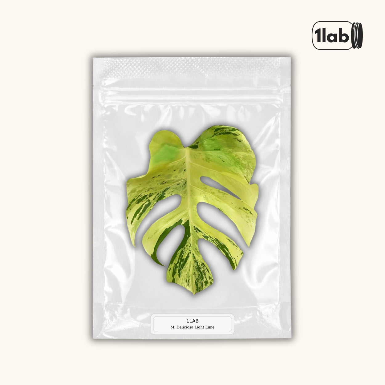 Grow your Monstera Deliciosa Light Lime Variegata from Tissue Culture - by 1Lab