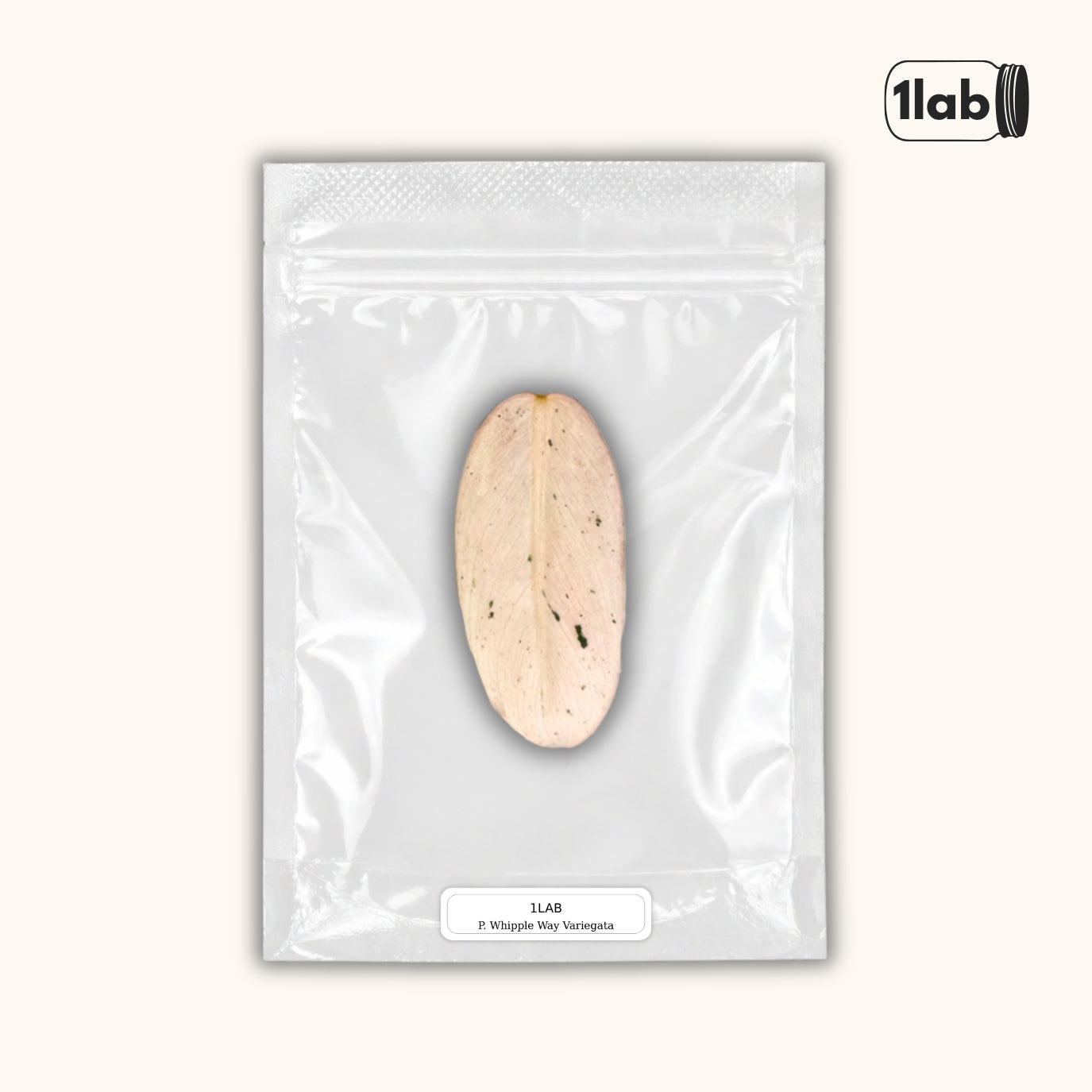 Grow your Philodendron Whipple Way Variegata from Tissue Culture - by 1lab