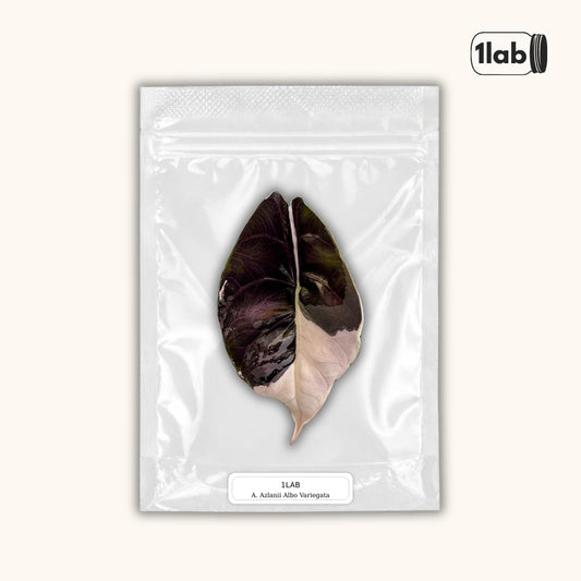 Grow your Alocasia Azlanii Albo Pink Variegata - by 1lab