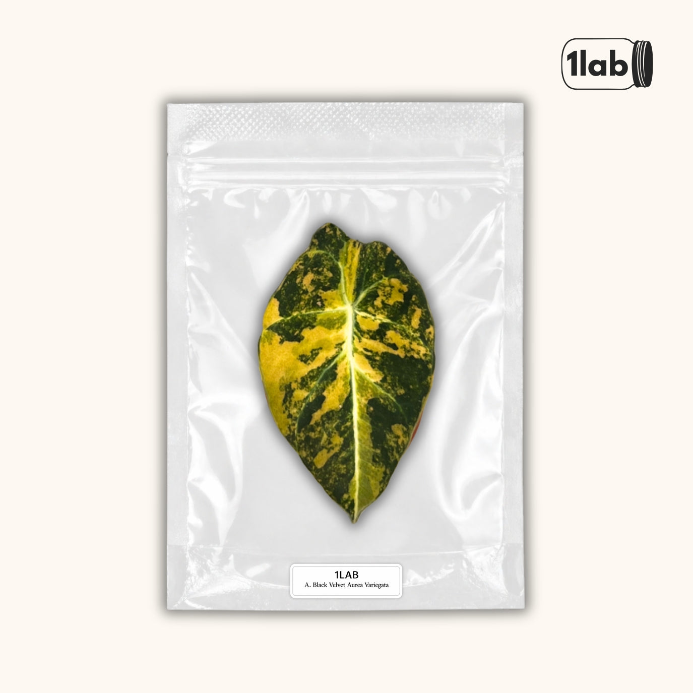 Grow your Alocasia Black Velvet Aurea Variegata from Tissue Culture - by 1lab