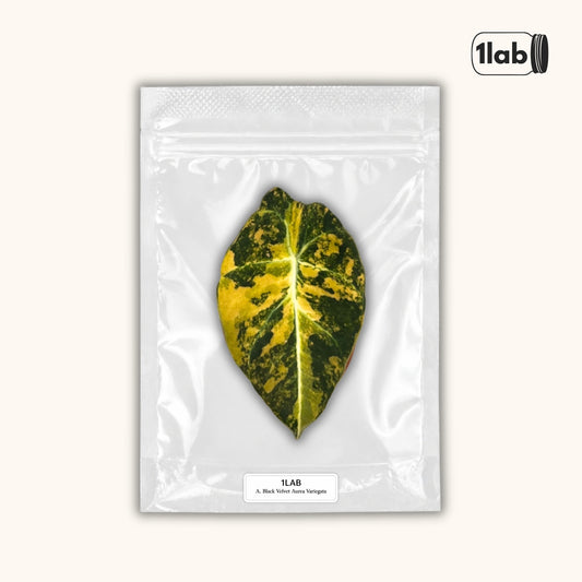 Grow your Alocasia Black Velvet Aurea Variegata from Tissue Culture - by 1lab
