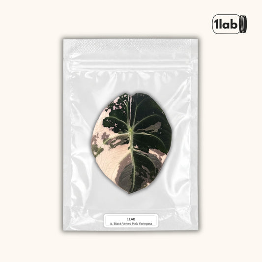 Alocasia Black Velvet Pink Variegata by 1LAB.TC
