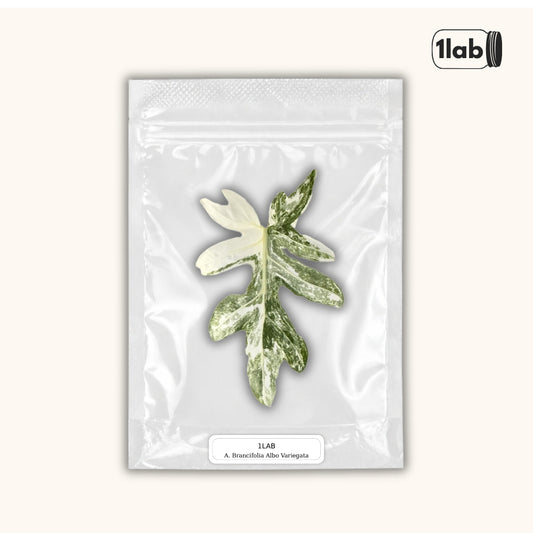 Grow your variegated Alocasia Brancifolia from Tissue Culture by 1lab