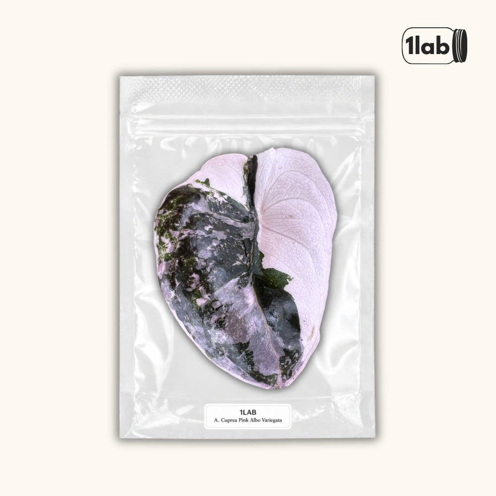 Grow your Alocasia Cuprea Pink Albo Variegata from Tissue Culture - by 1lab