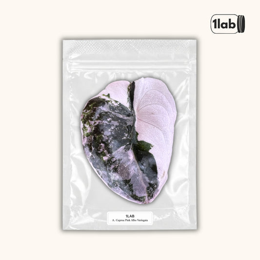 Grow your Alocasia Cuprea Pink Albo Variegata from Tissue Culture - by 1lab