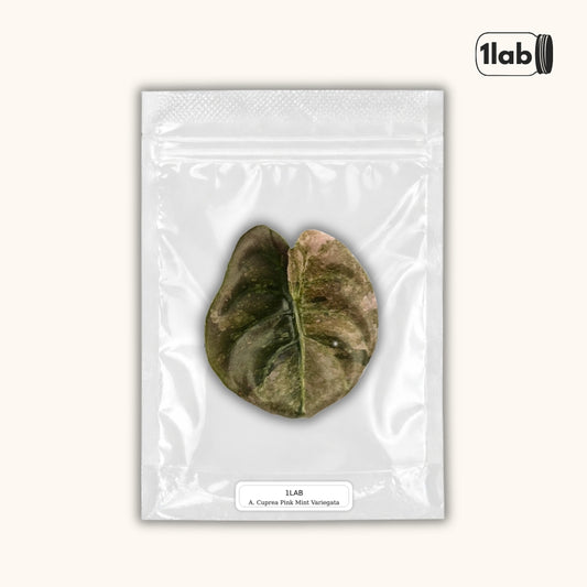 Grow your Alocasia Cuprea Pink Mint from Tissue Culture - by 1lab