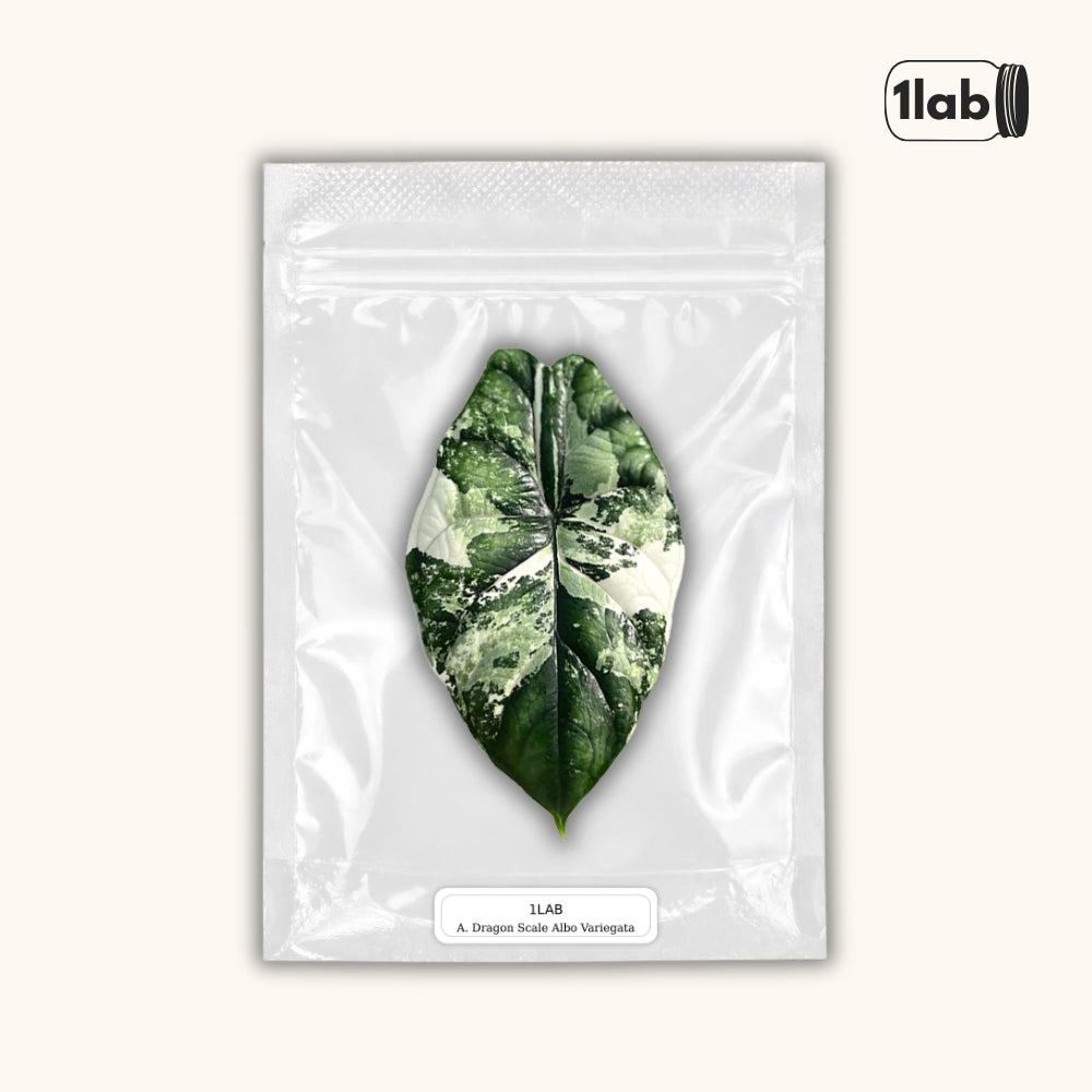 Grow your variegated Dragon Scale Albo from Tissue Culture - by 1lab