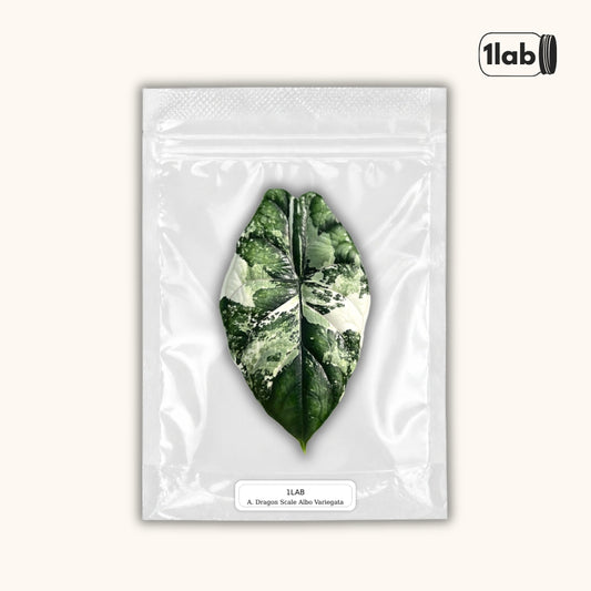 Grow your variegated Dragon Scale Albo from Tissue Culture - by 1lab