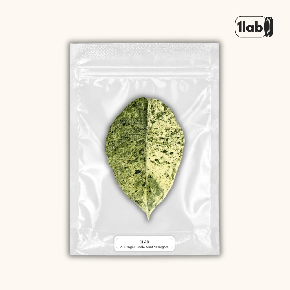 Grow your variegated Dragon Scale Mint from Tissue Culture - by 1lab