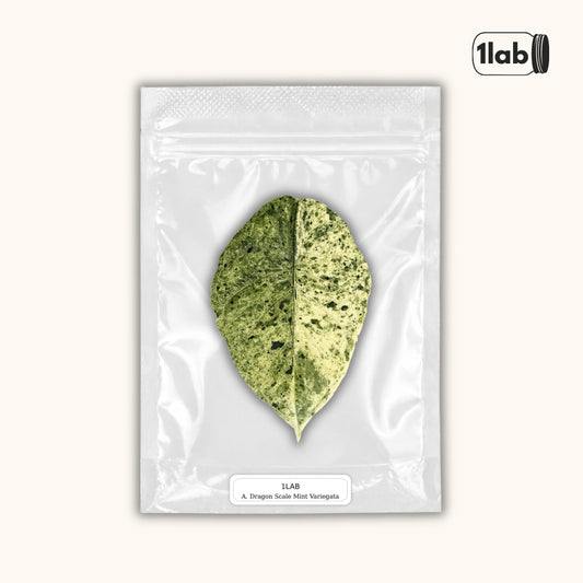 Grow your variegated Dragon Scale Mint from Tissue Culture - by 1lab