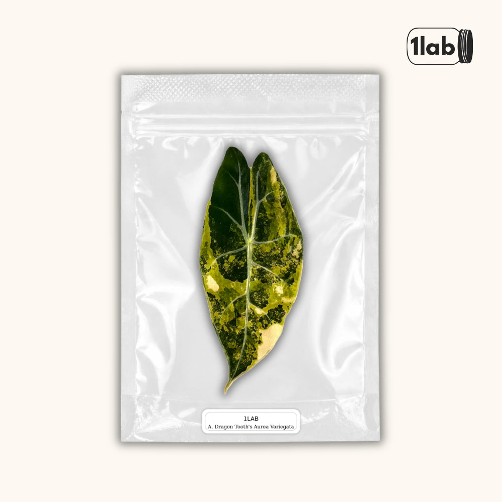 Grow your Alocasia Dragon Tooth's Aurea Variegata from Tissue Culture - by 1lab