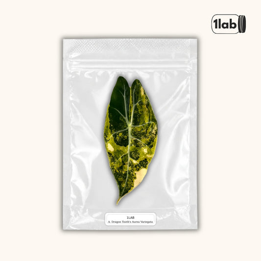 Grow your Alocasia Dragon Tooth's Aurea Variegata from Tissue Culture - by 1lab