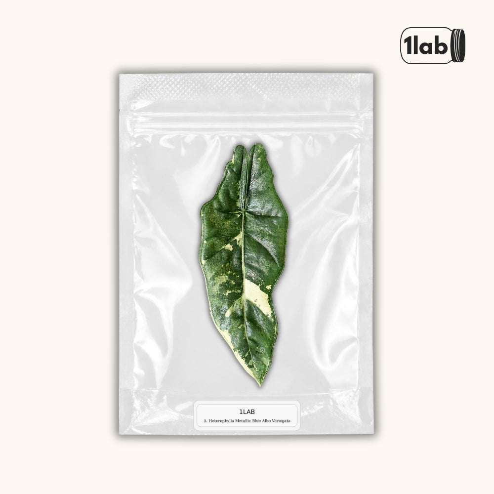 Grow your Alocasia Heterophylla Albo Variegata from Tissue Culture - by 1lab