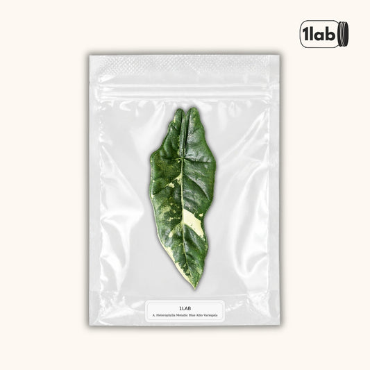Grow your Alocasia Heterophylla Albo Variegata from Tissue Culture - by 1lab