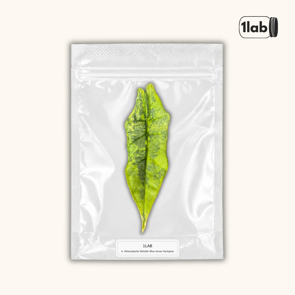 Grow your Alocasia Heterophylla Aurea Variegata from Tissue Culture - by 1lab