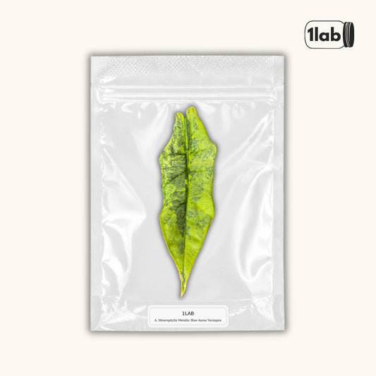 Grow your Alocasia Heterophylla Aurea Variegata from Tissue Culture - by 1lab