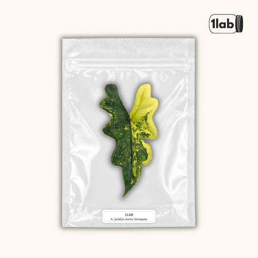 Grow your Alocasia Jacklyn Aurea Variegata from Tissue Culture - by 1lab