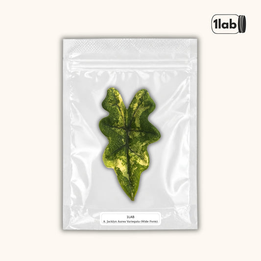 Grow your Alocasia Jacklyn Aurea Variegata Wide Form from Tissue Culture - by 1lab