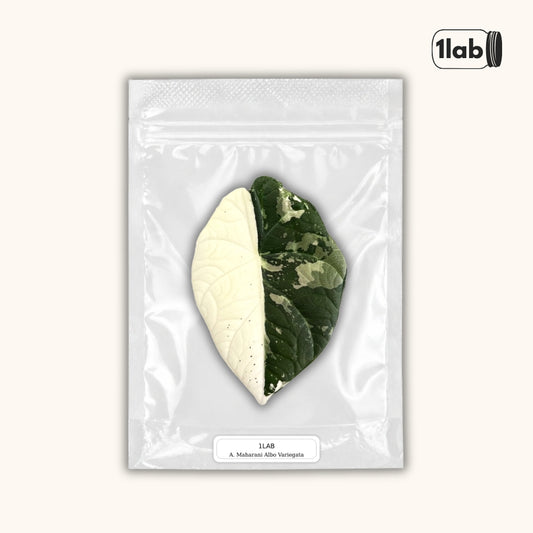 Grow your Alocasia Maharani Albo Variegata from Tissue Culture - by 1lab