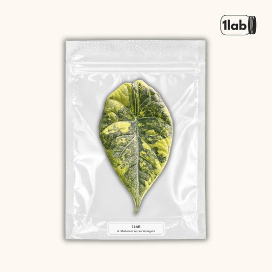 Grow your Alocasia Maharani Aurea Variegata from Tissue Culture - by 1Lab