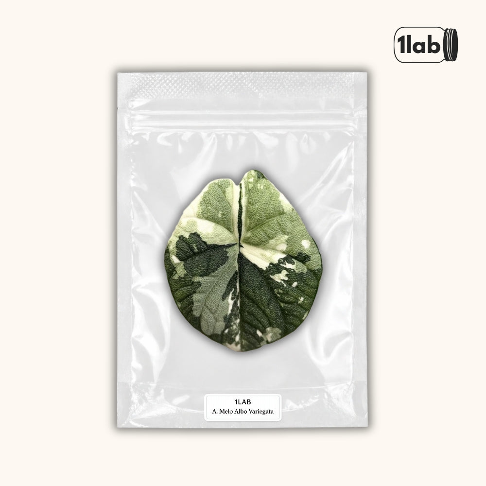 Grow your Alocasia Melo Albo Variegata from Tissue Culture - by 1lab