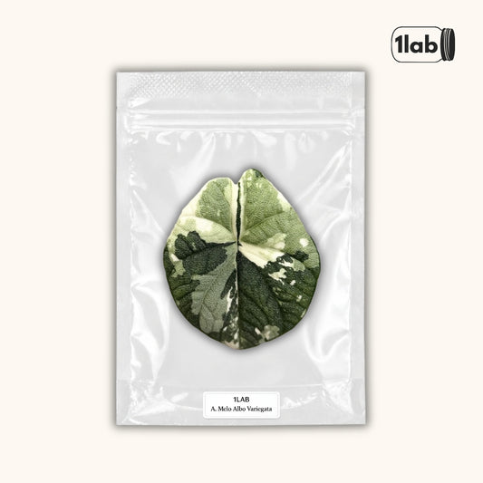 Grow your Alocasia Melo Albo Variegata from Tissue Culture - by 1lab