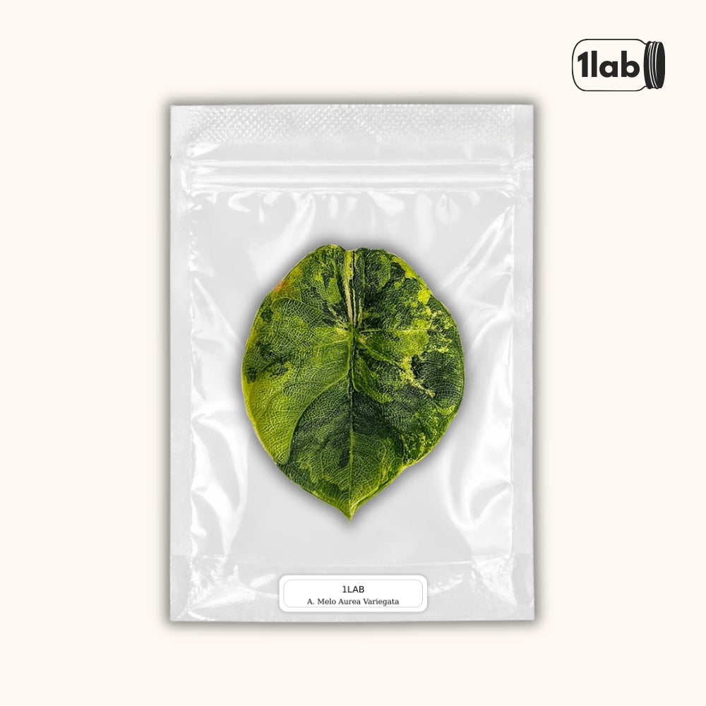 Grow your Alocasia Melo Aurea Variegata from Tissue Culture - by 1lab