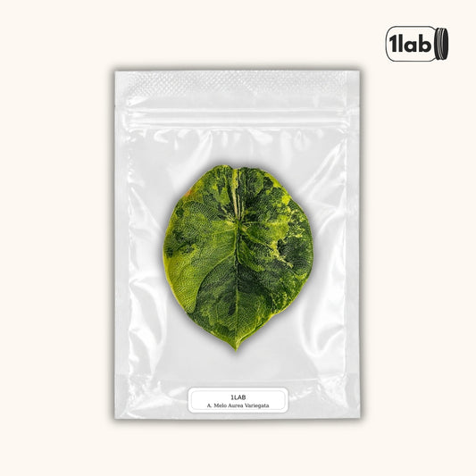 Grow your Alocasia Melo Aurea Variegata from Tissue Culture - by 1lab