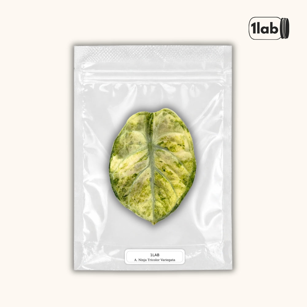 Grow your Alocasia Ninja Tricolor Variegata from Tissue Culture - by 1lab
