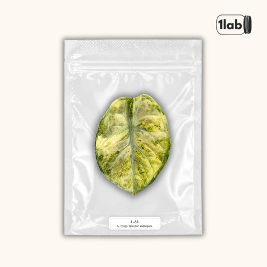 Grow your Alocasia Ninja Tricolor Variegata from Tissue Culture - by 1lab