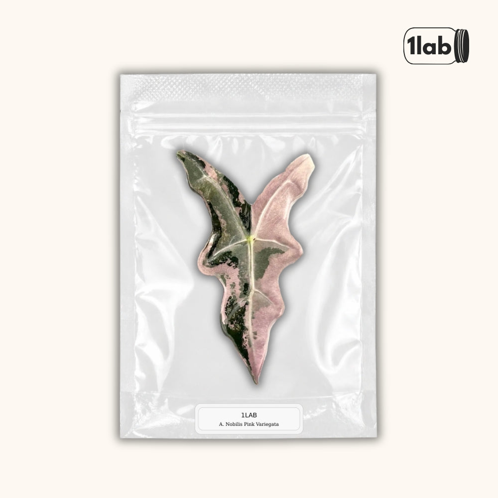 Grow your Alocasia Nobilis Pink Variegata from Tissue Culture - by 1lab