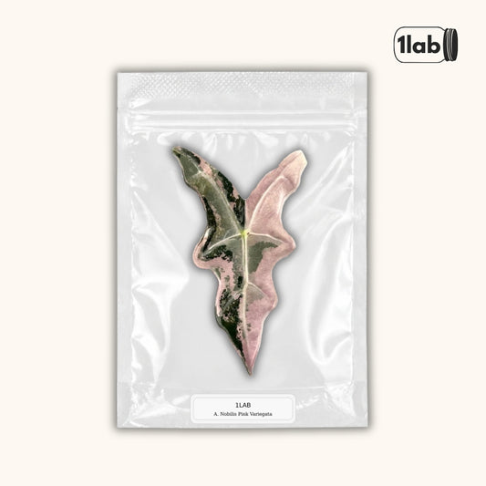 Grow your Alocasia Nobilis Pink Variegata from Tissue Culture - by 1lab